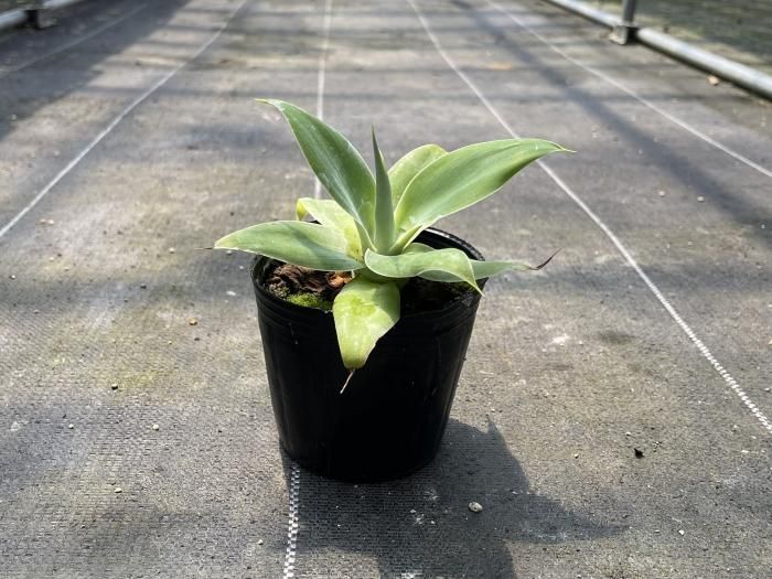 Agave attenuata アガベ アテナータ 1株 - アグリューム