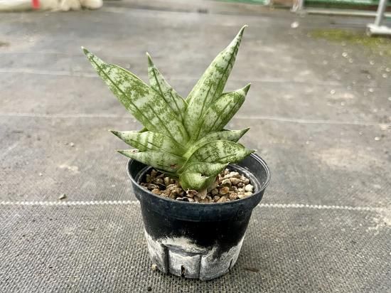 sansevieria boncellensis dwarf サンセベリア ボンセレンシス sansevieria boncellensis dwarf サンセベリア ボンセレンシス