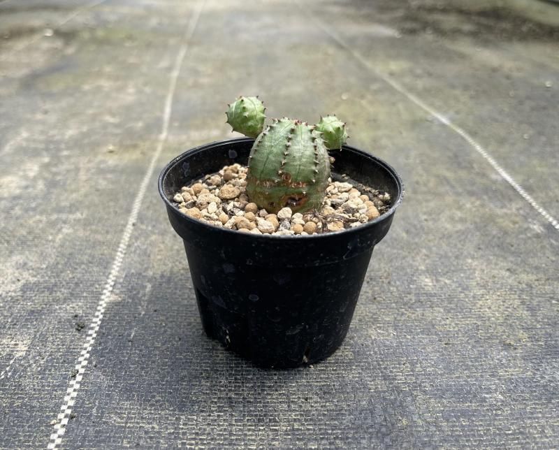 Euphorbia ObesaBlow桼եӥ٥֥