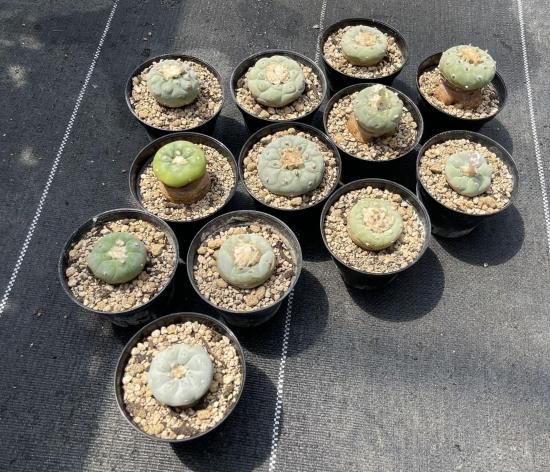 Lophophora fricii. ロフォフォラ 銀冠玉 1株 - アグリューム
