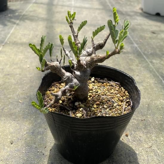 Senna meridionalis センナ メリディオナリス 1株 - アグリューム