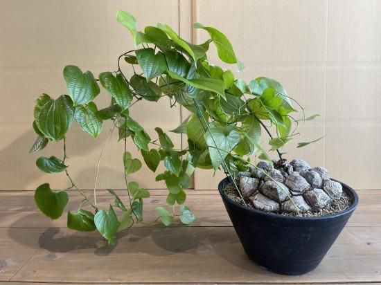 亀甲竜 アフリカ亀甲竜 Dioscorea elephantipes