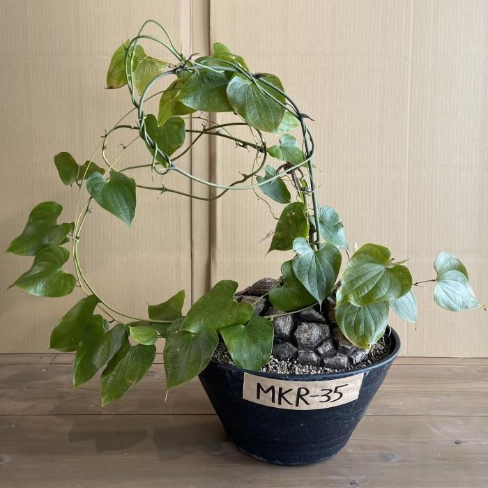 Dioscorea Mexicana メキシコ亀甲竜 （個体番号MKR-35
