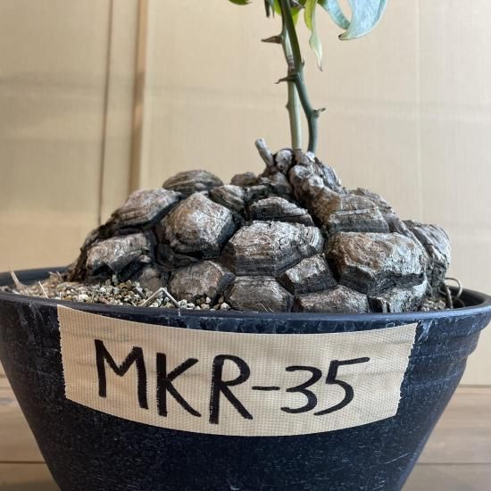 Dioscorea Mexicana メキシコ亀甲竜 （個体番号MKR-35