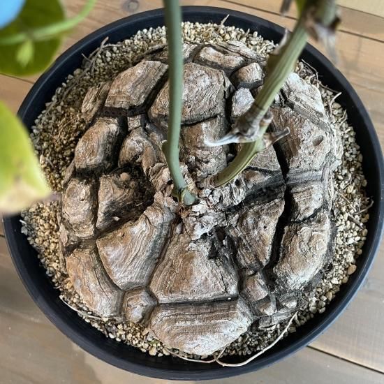Dioscorea Mexicana メキシコ亀甲竜 （個体番号MKR-35） - アグリューム