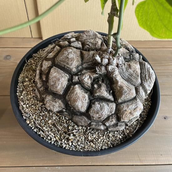 Dioscorea Mexicana メキシコ亀甲竜 （個体番号MKR-35） - アグリューム