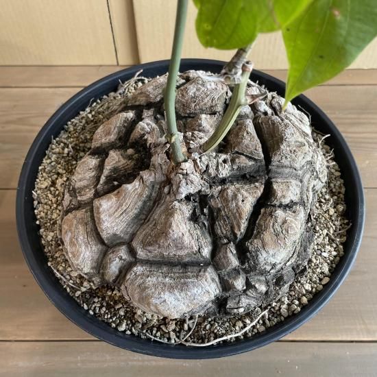 美形メキシコ亀甲竜 Dioscorea Mexicana メキシコ亀甲竜 （個体番号MKR-34） - アグリューム