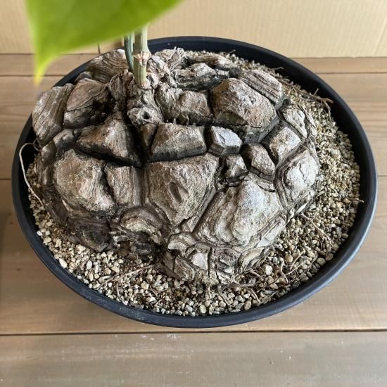 Dioscorea Mexicana メキシコ亀甲竜 （個体番号MKR-35） - アグリューム