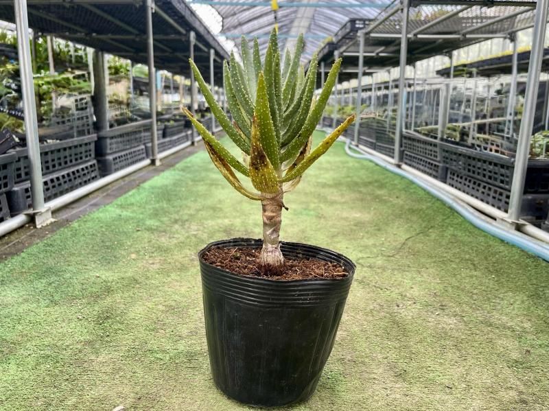 Aloidendron dichotomum ǥȥޡʾˡ