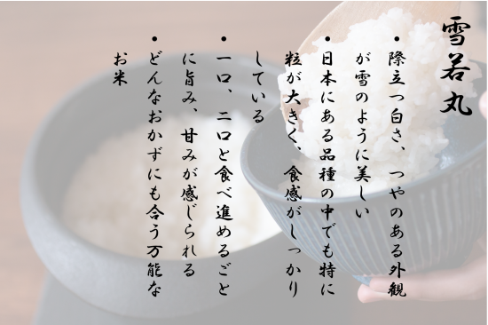 令和6年産雪若丸白米5kg - サンファームしらたか 令和6年産雪若丸白米5kg - サンファームしらたか
