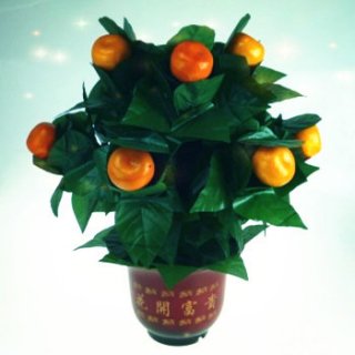 オレンジツリーイリュージョン〜The Orange Tree Illusion (10 Oranges)〜