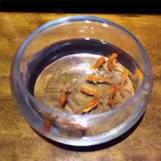 Appearing Goldfish Gimmick by JC Magic