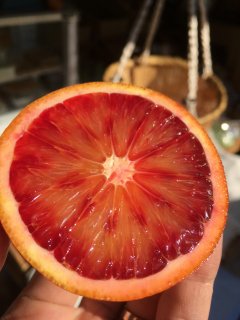 愛媛県産ブラッドオレンジ