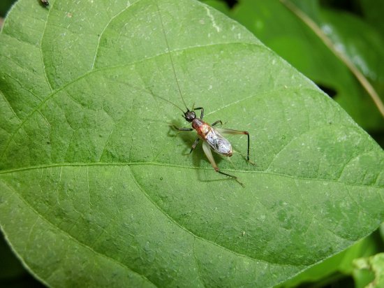 ヤマトヒバリ成虫オス1匹【ご入金後２日以内に発送】 - 鳴く虫研究社 | スズムシ マツムシ キリギリス 通販