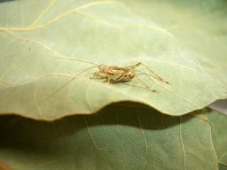 ファッションアイテム人気ランキング 鳴く虫研究社 - 鳴く虫の捕り方・飼い方 | マツムシ スズムシ その他