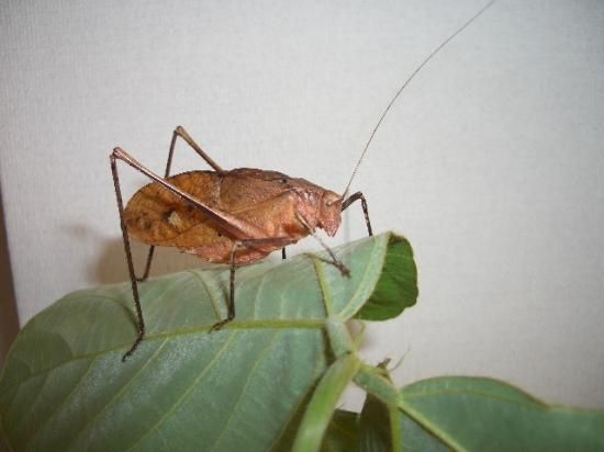 クツワムシ成虫（褐色型）1ペア【ご入金後2日以内に発送】 - 鳴く虫