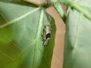 鳴く虫の飼い方―スズムシ・マツムシ・カンタン・クサヒバリ・カネタタキ・コオロギ・ 鳴く虫の飼い方 :スズムシ,マツムシ,カンタン,クサヒバリ