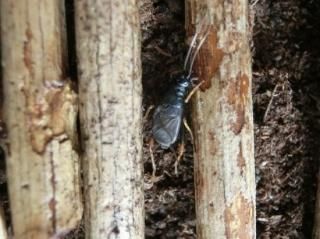 飼育方法・スズムシ、マツムシ、カンタン - 鳴く虫研究社