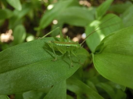 ヤブキリ幼虫５匹 ご入金後２日以内に発送 鳴く虫研究社 スズムシ マツムシ キリギリス 通販