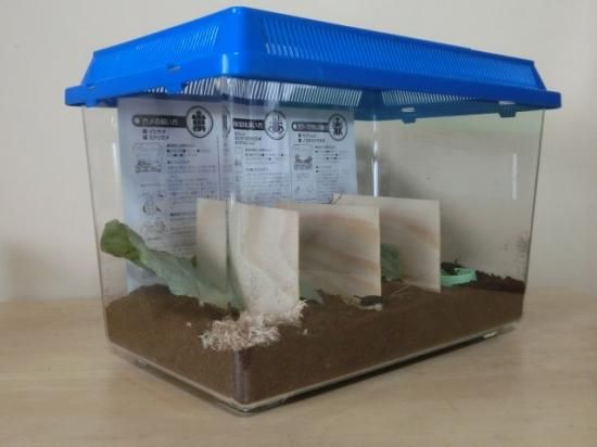 スズムシ 鈴虫 10匹 10匹飼育セット スズムシ 鈴虫 10匹 10匹飼育セット