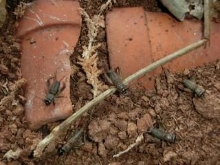 鳴く虫研究社 スズムシ マツムシ キリギリス 通販