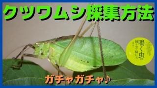 鳴く虫の捕り方・飼い方 - 鳴く虫研究社 | スズムシ マツムシ
