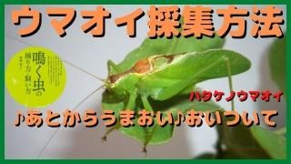夏から秋の鳴く虫 - 鳴く虫研究社 | スズムシ マツムシ