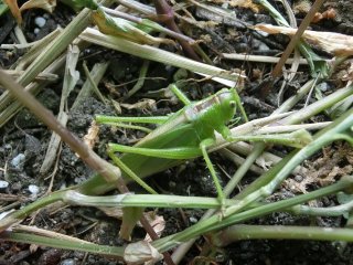 スズムシ（鈴虫）の幼虫が育たないとお困りの方へ - 鳴く虫研究社 | スズムシ マツムシ キリギリス 通販