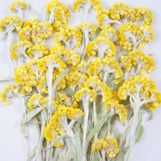 母子草 押花 押し花 通販 販売 母子草 押花 押し花 通販 販売