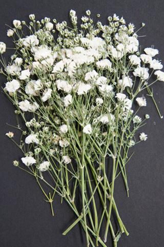 かすみ草 押花 押し花 かすみ草 押花 押し花