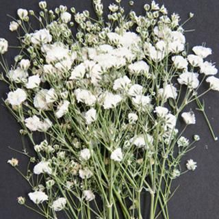 押し花専用額 押し花アート 不思議な花倶楽部 白 蘭（白