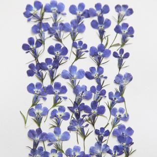 押し花専用 押し花素材 押し花ストラップ 押し花スケール 押し花 押し花専用 押し花素材 押し花ストラップ 押し花スケール 押し花