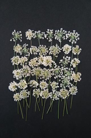 レースフラワー茎付 白い花 押し花 レースフラワー茎付 白い花 押し花