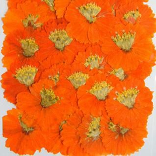 黄花コスモス オレンジ 押花 押し花 通販 販売 黄花コスモス オレンジ 押花 押し花 通販 販売