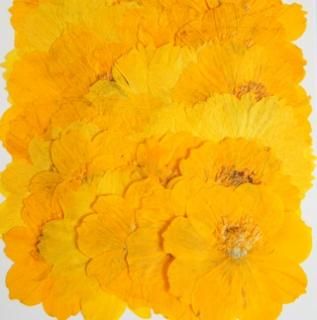 花材セット　イエロー×オレンジ 産地直送 マム花束 イエロー＆オレンジ 15本／愛知 ジャパン