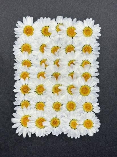 ノースポール 押花 押し花