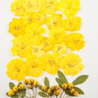 モッコウバラ 押し花 通販 販売 モッコウバラ 押し花 通販 販売