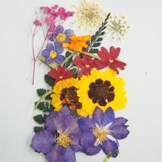 押し花 押し花 押し花MIX 約33枚 アソートセット ドライフラワー レジン