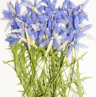 イソトマ 押し花 販売 イソトマ 押し花 販売