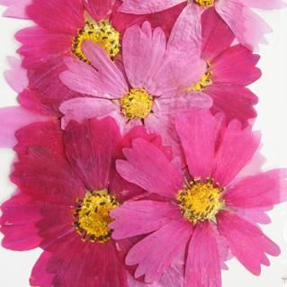 発色済コスモス 押し花 販売