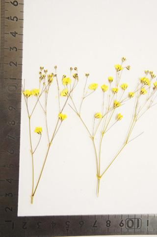 カスミソウ 黄 押花 押し花 通販 販売 カスミソウ 黄 押花 押し花 通販 販売