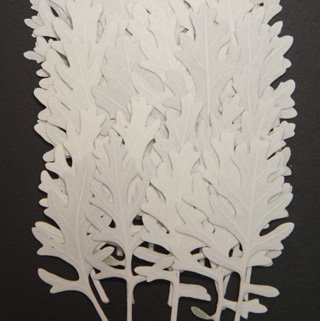 白妙菊 しろたえぎく ダスティーミラー セネシオ 押し花 白い葉 白い花