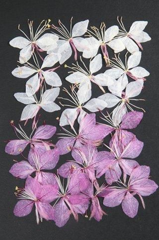 白蝶草 押し花 販売 白蝶草 押し花 販売