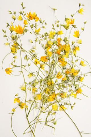 メラスフェルラ 押花 押し花 通販 販売 メラスフェルラ 押花 押し花 通販 販売