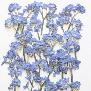 忘れな草 花 押し花 販売 忘れな草 花 押し花 販売