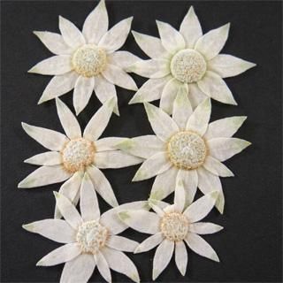 フランネルフラワー 押し花 押花 販売 通販 フランネルフラワー 押し花 押花 販売 通販