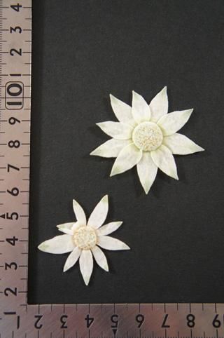 フランネルフラワー 押し花 押花 販売 通販 フランネルフラワー 押し花 押花 販売 通販
