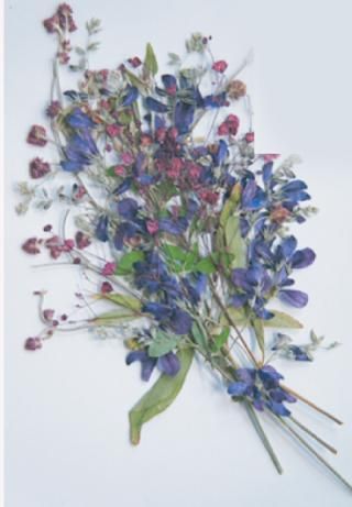 萩の花束 押し花 通販 販売 萩の花束 押し花 通販 販売