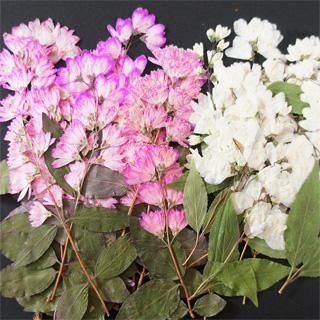 姫うつぎピンク白 押し花 販売 姫うつぎピンク白 押し花 販売