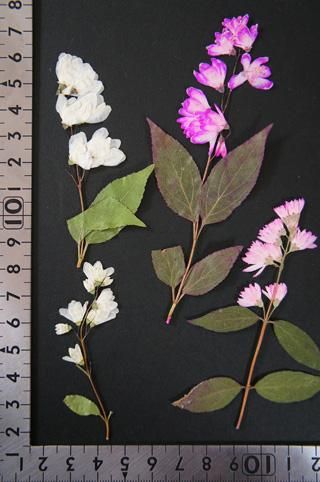 姫うつぎピンク白 押し花 販売